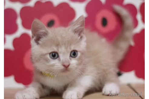 成約済の東京都のマンチカン-101531の4枚目